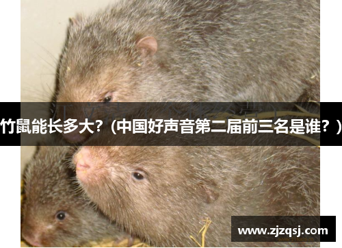 竹鼠能长多大？(中国好声音第二届前三名是谁？)